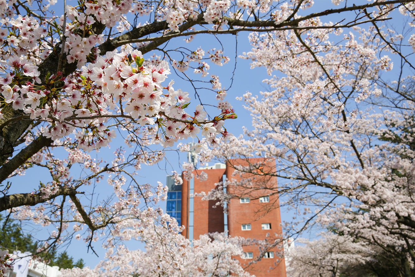 [포토] 만개한 벚꽃, 사진으로 만나보는 봄이 핀 영산대 첨부파일 이미지